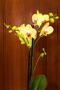 Close-up of yellow flowers