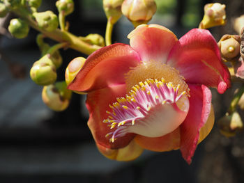 Close-up of pink flowering plant