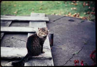 Cat lying on ground