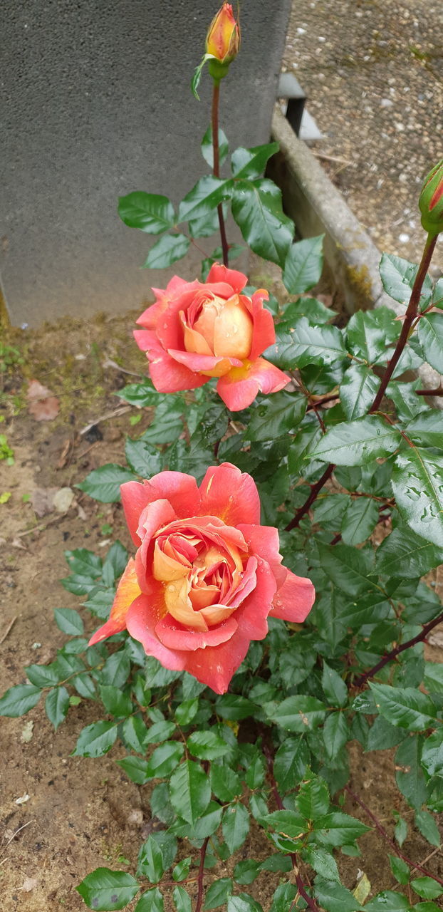 CLOSE-UP OF ROSE ROSES