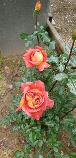 High angle view of rose roses