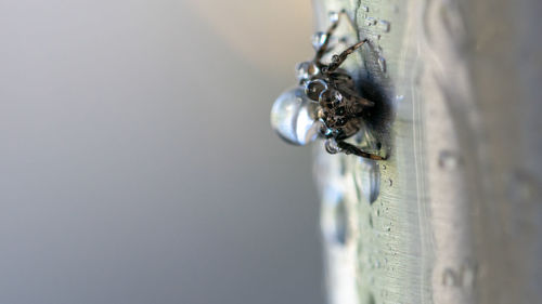 A macro image of a tiny spider covered in water droplets sitting on a metal pipe