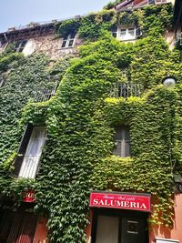 Low angle view of ivy on building