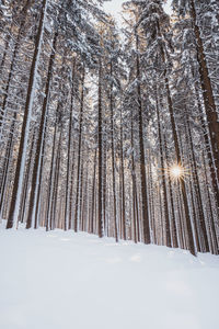 Low angle view of trees