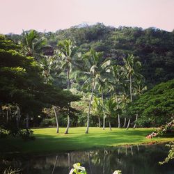 Trees growing on landscape