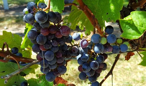 Close-up of grapes growing in vineyard
