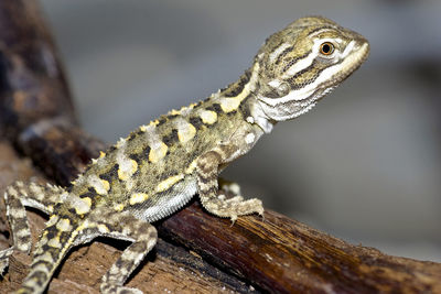 Close-up of lizard