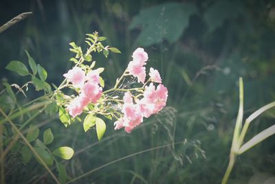 Close-up of pink flowers