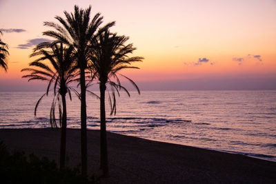 Palm trees on beach during sunset