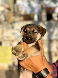 Close-up of hand holding puppy