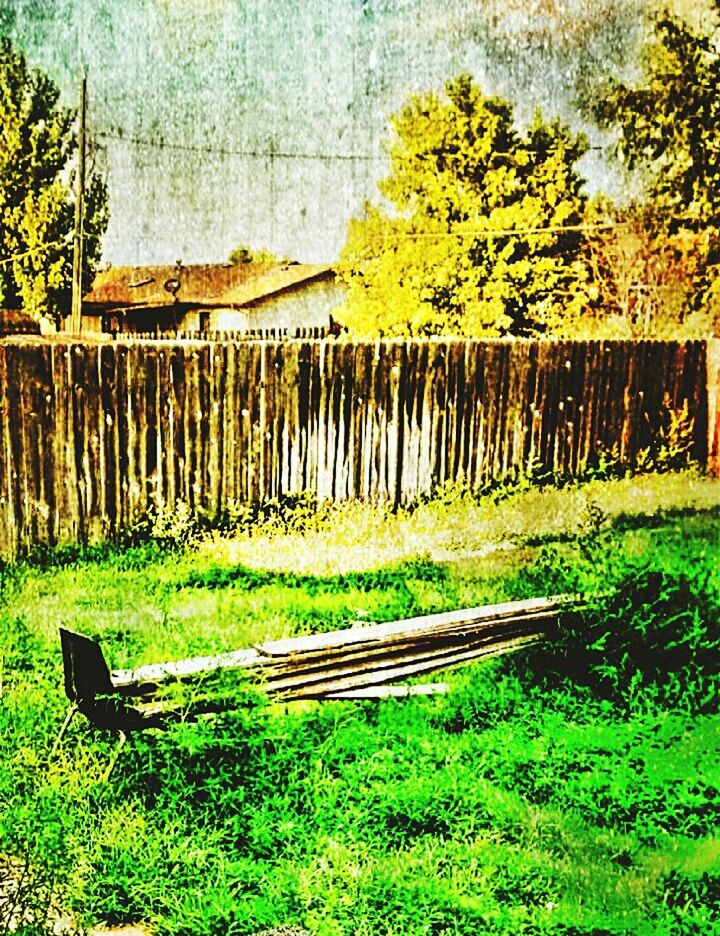 grass, bench, wood - material, empty, wooden, field, absence, wood, grassy, green color, park bench, nature, tranquility, seat, park - man made space, tree, day, chair, growth, outdoors