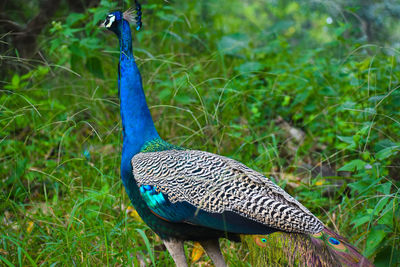 Peacock in a field