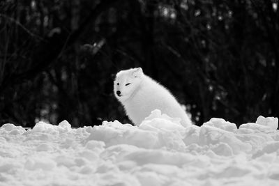 White cat in snow