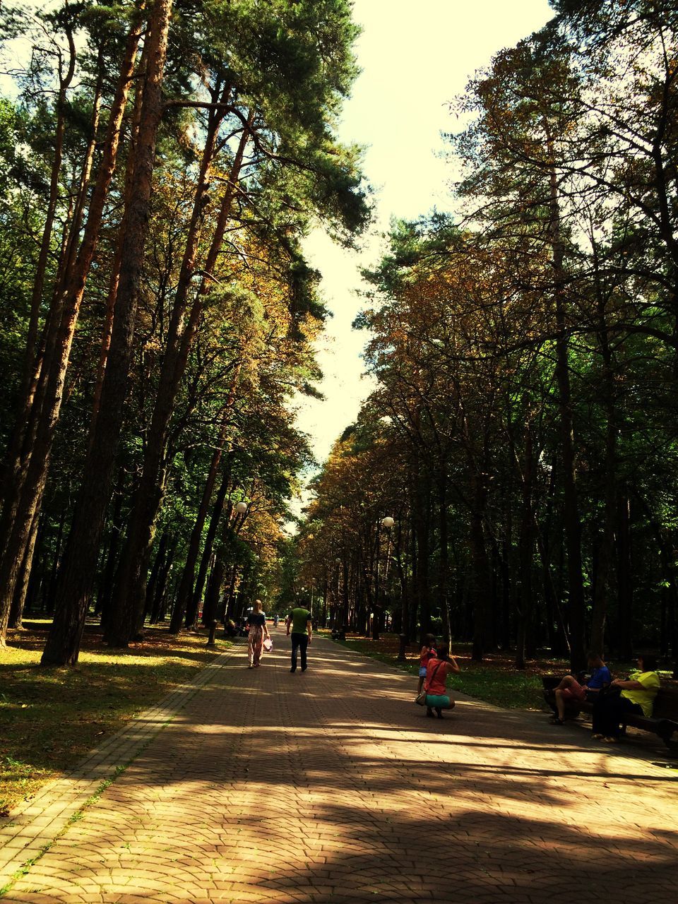 tree, the way forward, growth, walking, men, lifestyles, leisure activity, person, road, large group of people, nature, footpath, sunlight, shadow, street, park - man made space, group of people, day, transportation