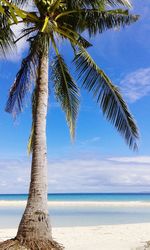 Palm trees on beach