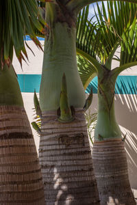 Close-up of palm tree