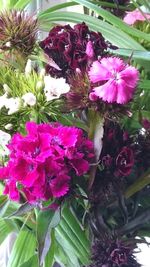 Close-up of pink flowering plant