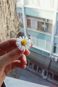 Cropped image of hand holding flower