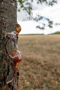 Close-up of lichen on tree trunk