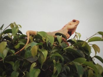 Close-up of lizard on plant