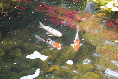 High angle view of koi carps swimming in pond