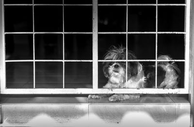 View of dog looking through window