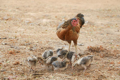 Close-up of birds on field