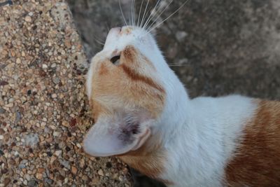 High angle view of cat looking away