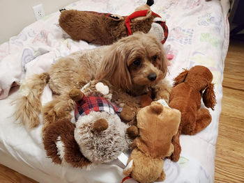 High angle view of stuffed toy at home