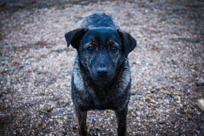 Portrait of black dog standing outdoors