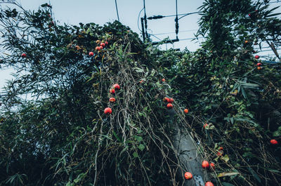 Low angle view of berries on tree against sky