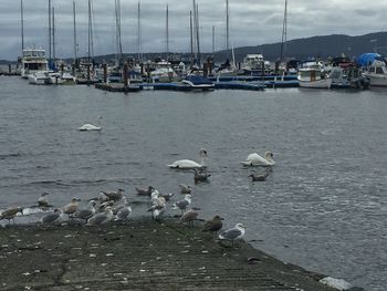 Boats in harbor