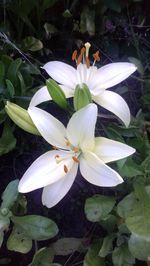 Close-up of white flower