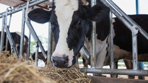 Close-up of cow in pen