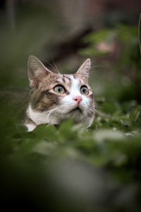 Close-up portrait of a cat