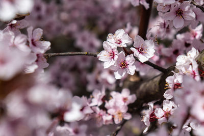 Close-up of cherry blossom