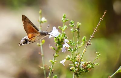 Close-up of hummingbird hawk-moth flying by flowers