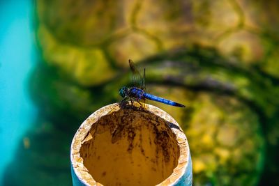 Close-up of insect on blue leaf