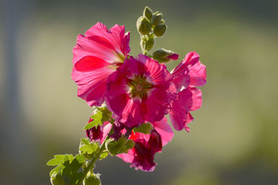 Close-up of pink flowering plant