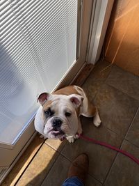 High angle portrait of dog on floor at home