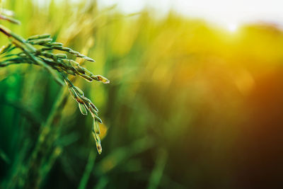 Close-up of wheat growing on field