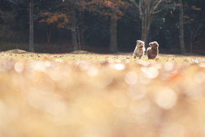 Two dogs running outdoors in autumn