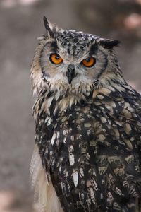 Close-up portrait of owl