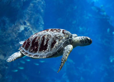 View of turtle swimming in sea