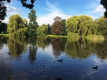 Ducks swimming in lake