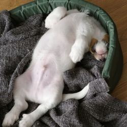 High angle view of a dog sleeping