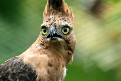 Close-up portrait of owl