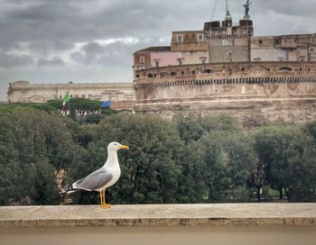 Seagull perching on a building