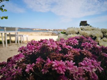 Close-up of pink flowering plants on land against sky