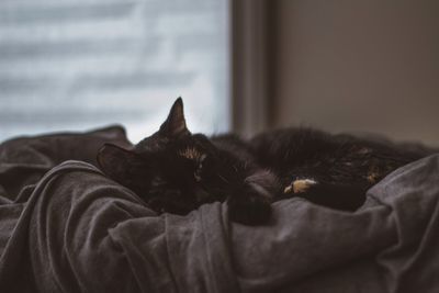 Cat sleeping on bed at home